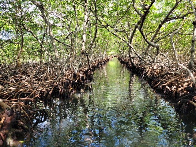 Roatan Private Chocolate Rum Cake Factory, Sightseeing, and Beach Break Excursion Great tour and guide