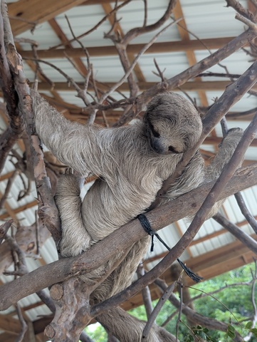 Roatan Private East West, Best Of Island Excursion very accommodating & knowledge guide!