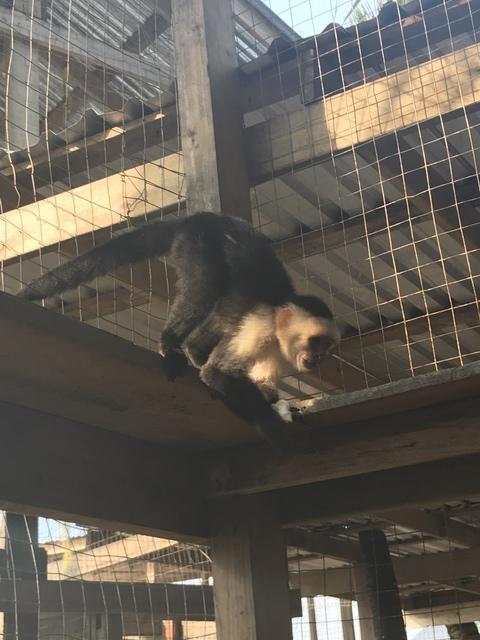 Roatan Relaxed Drift Snorkel, Monkey and Sloth Hangout, and Beach Excursion Fantastic tour!