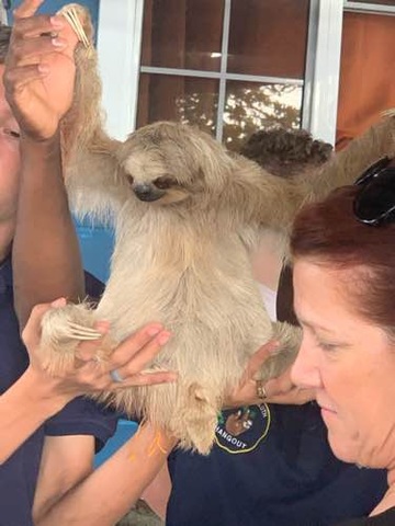 Roatan Relaxed Drift Snorkel, Monkey and Sloth Hangout, and Beach Excursion Fantastic tour!