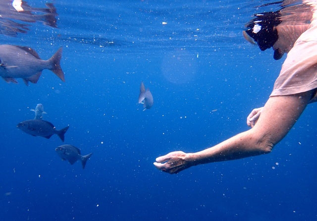 Roatan South Side Snorkel and Beach Break Excursion Excellent Snorkel Opportunity