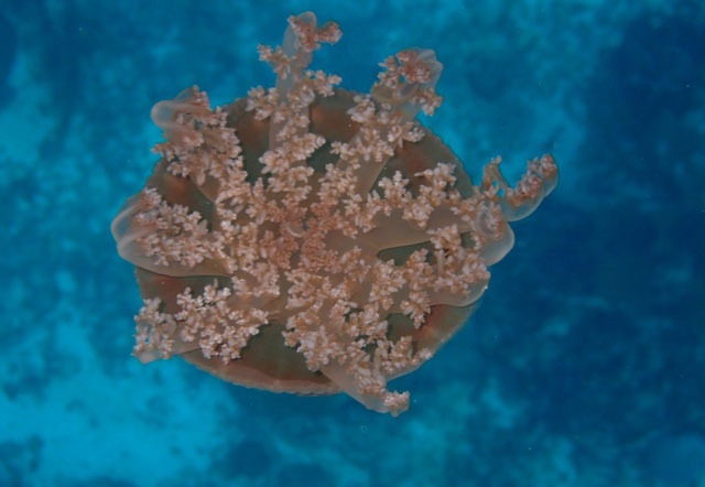 Roatan South Side Snorkel and Beach Break Excursion Excellent Snorkel Opportunity