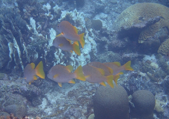 Roatan South Side Snorkel and Beach Break Excursion Excellent Snorkel Opportunity