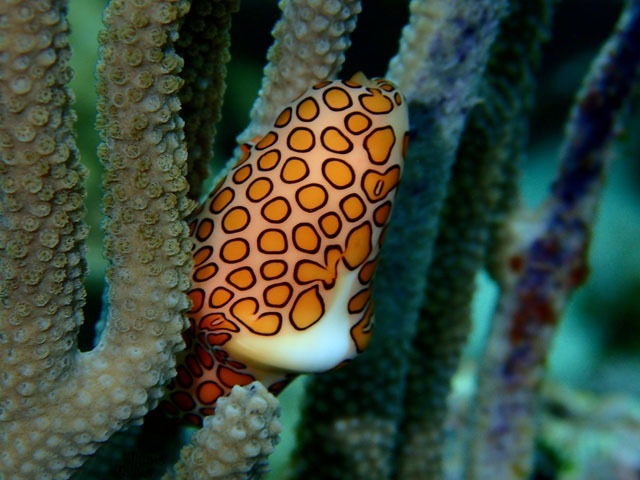 Roatan South Side Snorkel and Beach Break Excursion Excellent Snorkel Opportunity