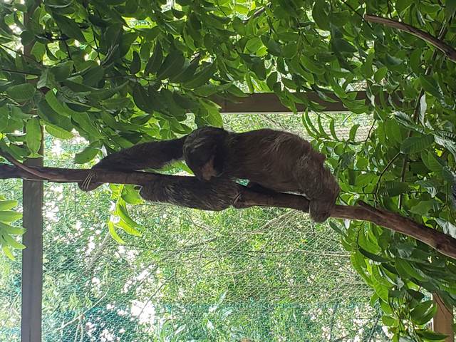 Roatan Southside Reef Snorkel, Monkey / Sloth Park Excursion Best Excursion!!!