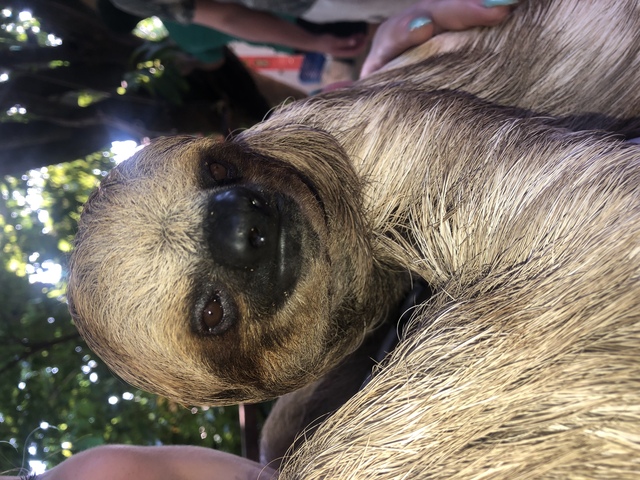 Roatan Southside Reef Snorkel, Monkey / Sloth Park Excursion The absolute best excursion ever
