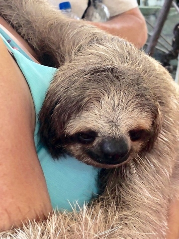 Roatan Southside Snorkel, Monkey and Sloth Park Excursion Best excursion of our entire cruise