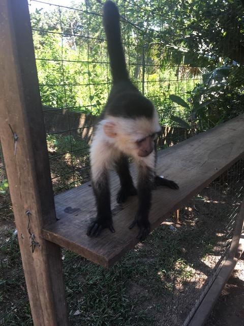 Roatan Southside Snorkel, Monkey and Sloth Park Excursion A cruise highlight!