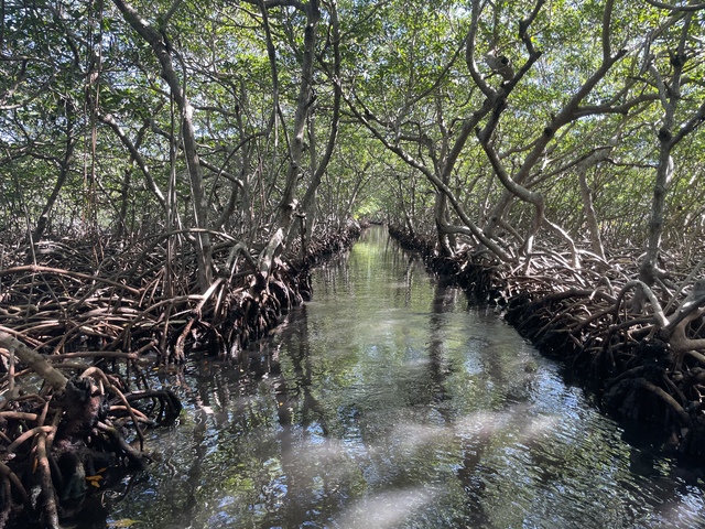 Roatan Ultimate Nature Combo Excursion: Mangrove Cruise, Horseback Riding, Reef Snorkeling, and Beach Break Nice Combo