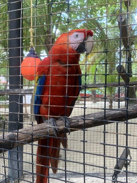 Roatan Zipline and Little French Key Beach Break Excursion Beautiful 