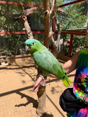 Roatan Zipline, Monkey and Sloth Hangout, Snorkel and Beach Break Excursion Roatan Zipline 