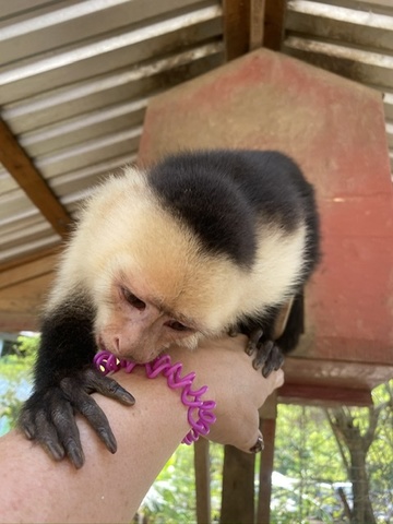 Roatan Zipline, Monkey and Sloth Hangout, Snorkel and Beach Break Excursion Fantastic excursion package