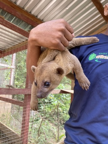 Roatan Zipline, Monkey and Sloth Hangout, Snorkel and Beach Break Excursion Fantastic excursion package