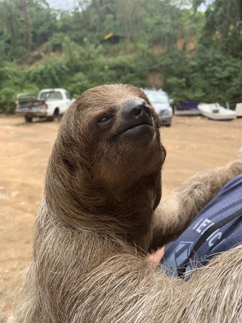 Roatan Zipline, Monkey and Sloth Hangout, Snorkel and Beach Break Excursion Great time!