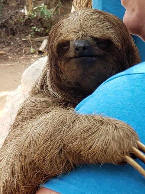 Roatan Zipline, Monkey and Sloth Hangout, Snorkel and Beach Break Excursion What an amazing day!