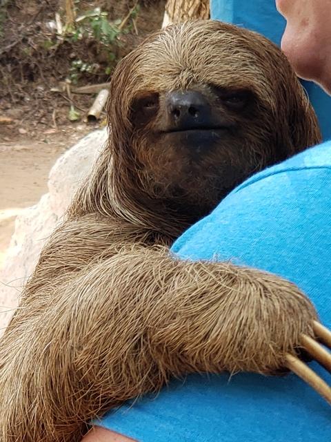 Roatan Zipline, Monkey and Sloth Hangout, Snorkel, and Beach Excursion What an amazing day!