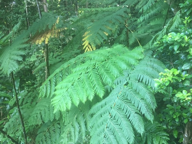 St. Lucia Rainforest Aerial Tram Excursion Soooo Good
