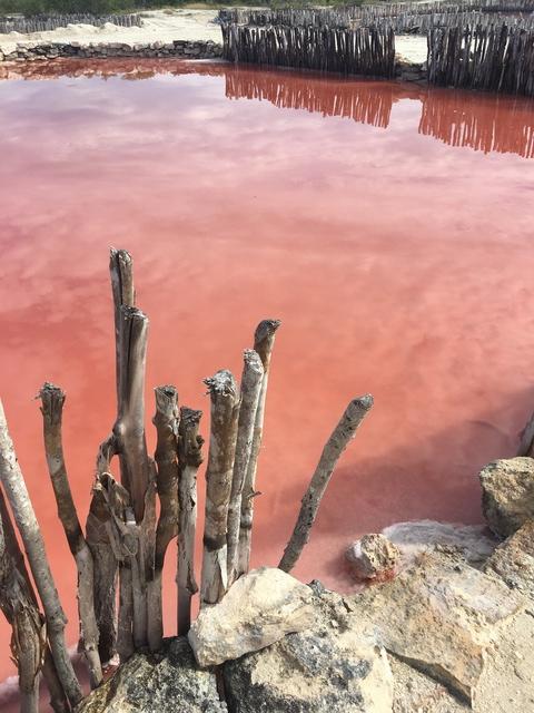 Xcambo Mayan Ruins, Flamingos, Pink Lagoon, and Beach Excursion Combo from Progreso Family of 5 - we had an amazing time! 