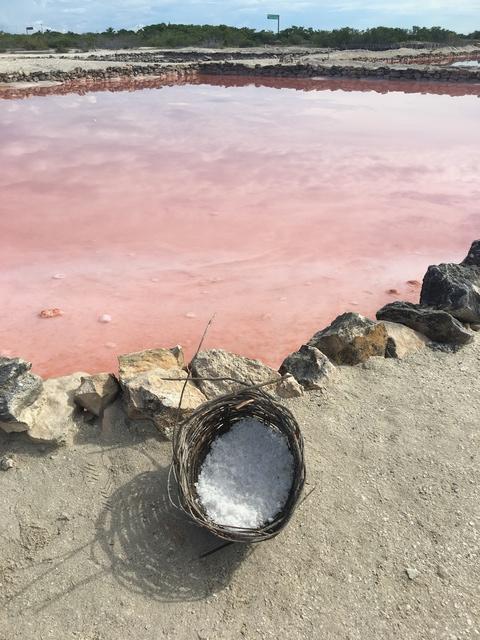 Xcambo Mayan Ruins, Flamingos, Pink Lagoon, and Beach Excursion Combo from Progreso Family of 5 - we had an amazing time! 