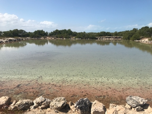 Xcambo Mayan Ruins, Flamingos, Pink Lagoon, and Beach Excursion Combo from Progreso family fun