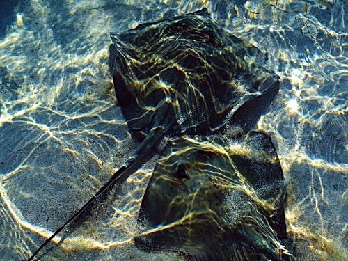 Grand Turk Turks and Caicos beach break Shore Excursion Tickets