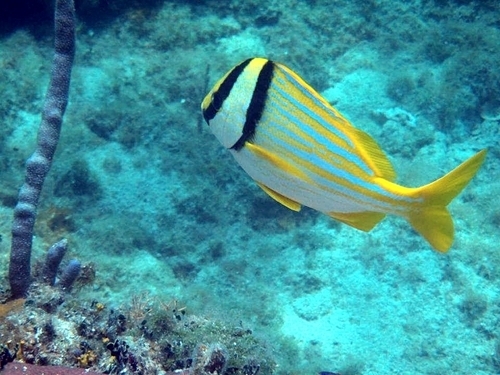 Freeport  Bahamas unlimited snorkeling Booking