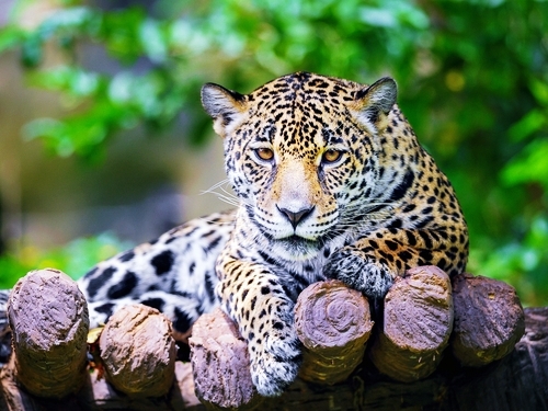 Belize  Belize City jungle adventure  Trip Booking