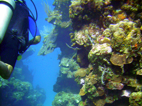 Roatan prince albert Diving Cruise Excursion Reviews
