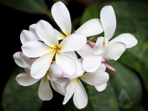 Lahaina - Maui Maui Tropical Plantation Trip Reservations