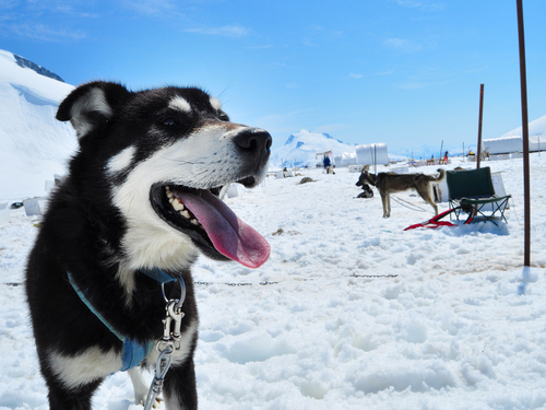 Juneau dog sled Excursion Prices