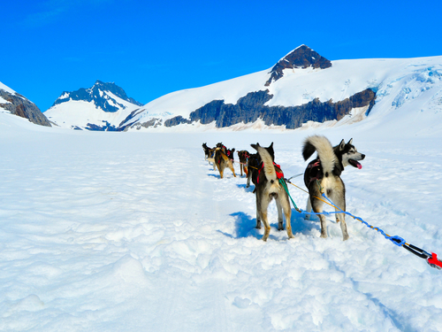 Juneau helicopter and dog sled Tour Reservations