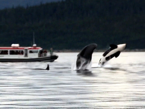 Juneau whale watching Trip Prices