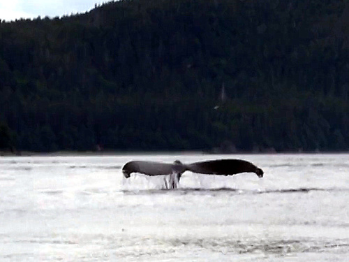 Juneau whale watching Trip Booking