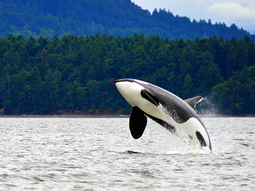 Juneau Alaska whale watching Shore Excursion Cost
