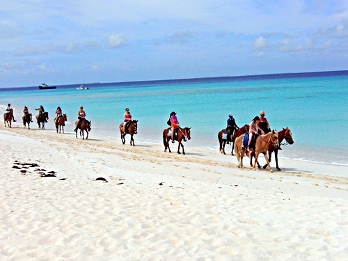 Turks and Caicos swim with horse Trip Prices
