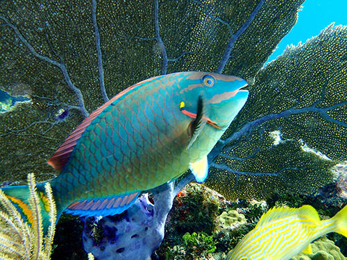 Roatan beach Tour Tickets