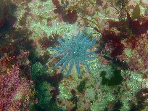 Ensenada  Mexico beautiful reefs Tickets