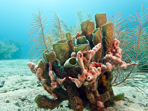 Roatan  Honduras french cay Cruise Excursion Reviews