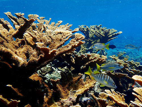 Roatan  Honduras Southern Reef Snorkel Cruise Excursion Booking