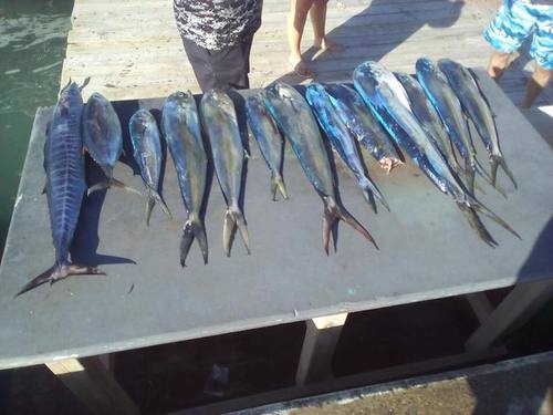 Amber Cove (Puerto Plata) Deep Sea Fishing Tour Reviews