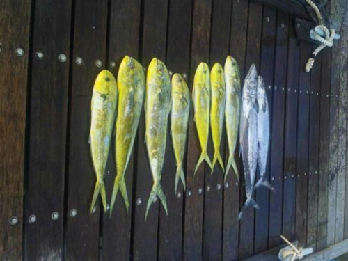 Amber Cove (Puerto Plata)  Dominican Republic Fishing Charter Shore Excursion Reviews