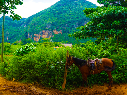 Amber Cove  Dominican Republic Forst San Felipe Tour Reviews