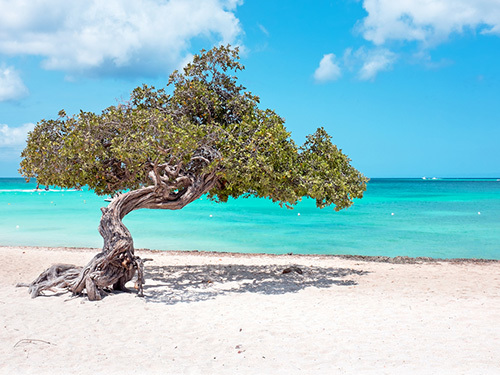 Aruba Self Guided Rental Tour Prices
