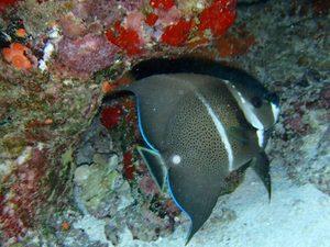 Aruba Discover Scuba Beginner Dive Excursion