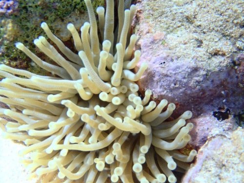 Aruba (Oranjestad) Beginner Scuba Dive Dive Excursion Reservations