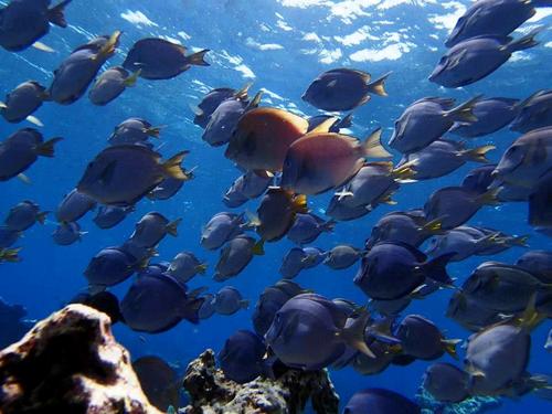 Aruba (Oranjestad) Reef Dive Excursion Tickets