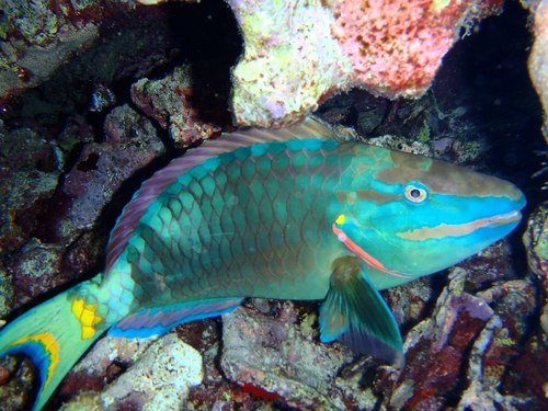 Aruba Reef Dive Tour Prices