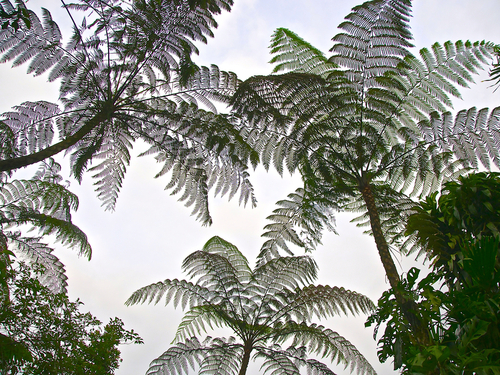 Puerto Limon Costa Rica banana plantation Trip Reservations