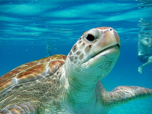 Barbados snorkel shipwrecks Trip Tickets