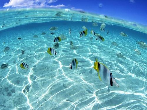 Barbados swim with sea turtles Tour Reservations